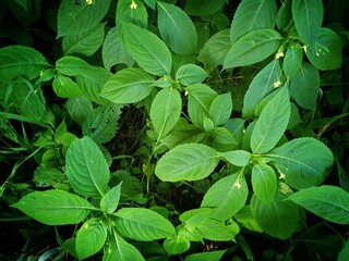 Fototapeta na wymiar fresh green leaves, full screen image, selective focus