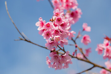 Pink flower tree on the mountain.