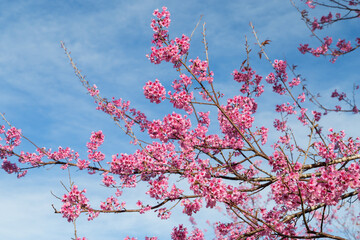 Pink flower tree on the mountain.