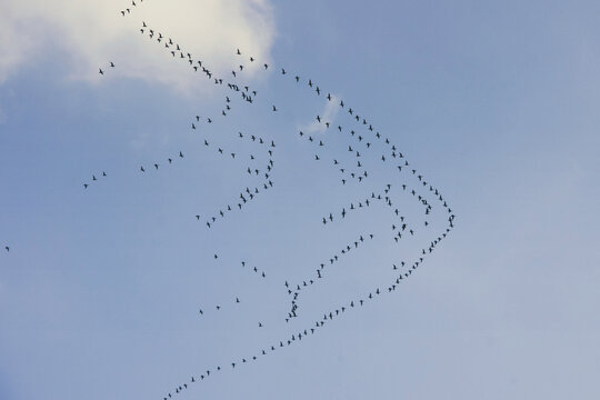 Large flock of geese flying in formation