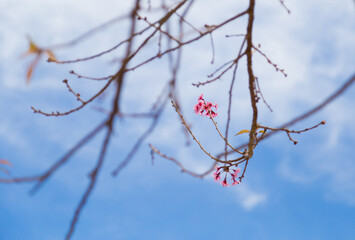 Pink flower tree on the mountain.