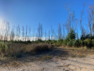 sand dunes and trees