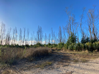 sand dunes and trees