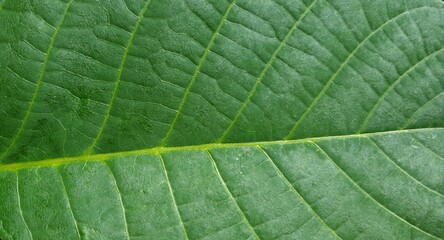 Green leaf surface, full screen image, top view