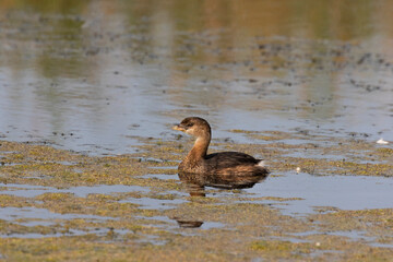 The Pied-billed Grebe on the lake