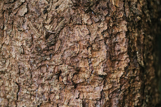 Bark pattern background