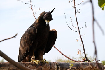 Golden eagle sits on a wooden platform among the branches.