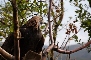 Golden eagle sits on a wooden platform among the branches.