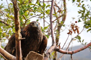 Golden eagle sits on a wooden platform among the branches.