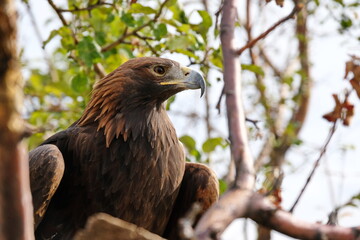Golden eagle sits on a wooden platform among the branches.