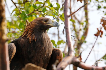 Golden eagle sits on a wooden platform among the branches.