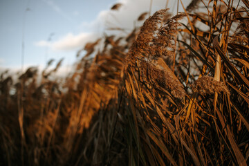 Fototapeta premium Trigo