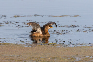The Pied-billed Grebe on the lake