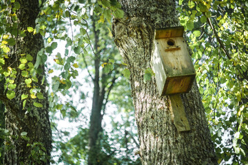 Birdhouse on a tree trunk