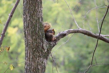 Grey Fox Squirrel eating lunch
