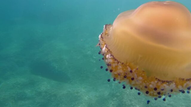 Fried egg jellyfish (Cotylorhiza tuberculata) swim near the corals in Adriatic sea. Jellyfish floating in crystal blue sea. 