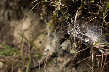 Regentropfen auf Spinnennetz