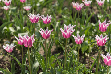 チューリップ