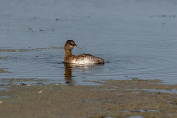 Fototapeta premium The Pied-billed Grebe on the lake