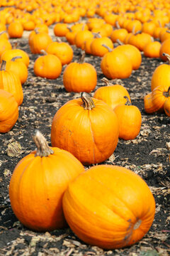 Pumpkins in a Field
