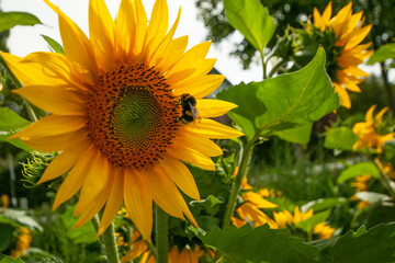 Sonnenblume mit Biene