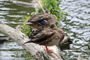Two Female Mallards sleeping on a log in a river