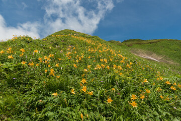 白山　観光新道