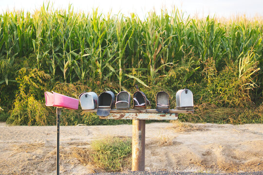 Dented open rural mailboxes on a country road by a corn field