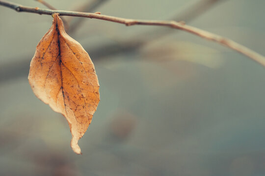 Close up of single autumn leaf on branch