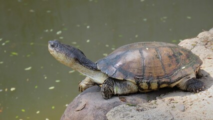 Obraz premium African mud turtle, Hartbeespoort, North West, South