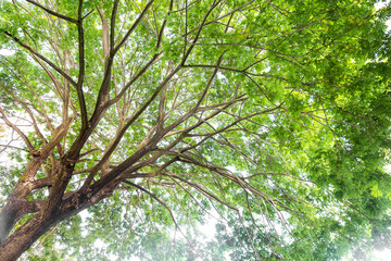Big tree background, under the giant tree, outdoor day light, nature background concept 