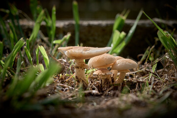 Mushrooms grow in the forest in autumn