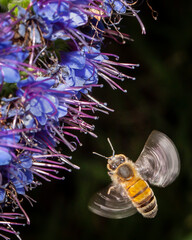 Bee hovering