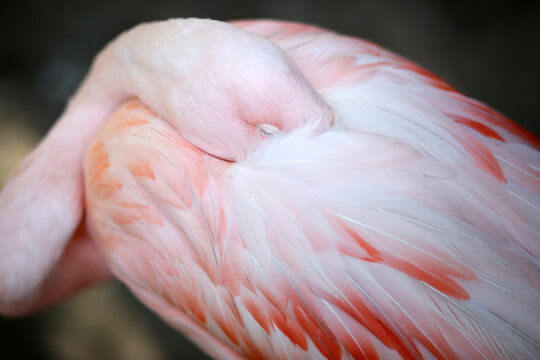 A Pink Flamingo Sleeping With Its Head In Its Back Feathers
