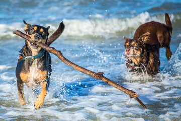 Dogs in sea