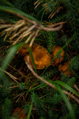 Orange Pilze im Wald