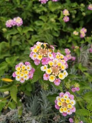 flores en jardines de Madrid ,España