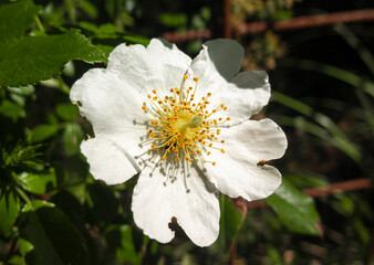 one flower in the nature