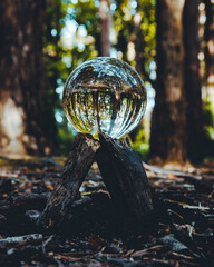 Crystal ball in the forest 