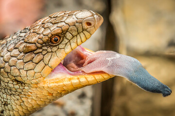 Blue Tongue Lizard