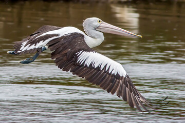 Pelican in flight