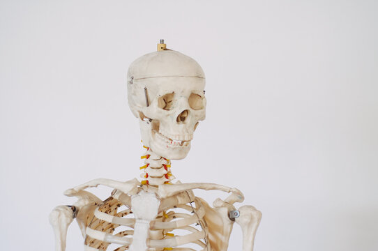 Skull and chest on anatomy skeleton