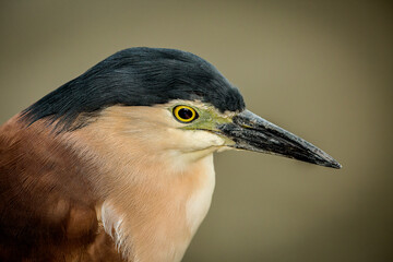 crowned night heron