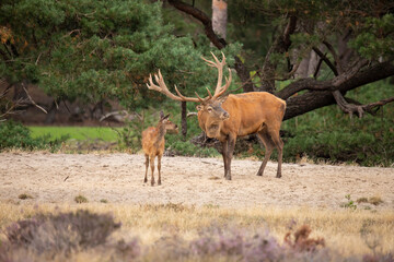 Red Deer, rutting