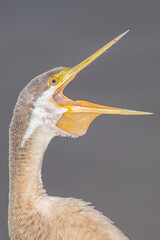 Cormorant