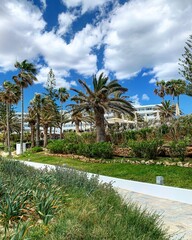 Beautiful green palm trees on the atmosphere sand beach in AiyaNapa in Cyprus 