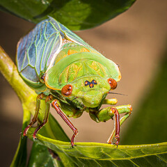 Cicada on leaf