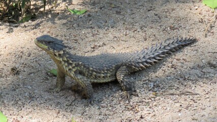 Alert sun gazer lizard, Hartbeespoort, North West, South Africa