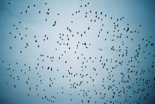 Murmuration: Dancing birds