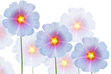 Colorful bright flower mallow. nature